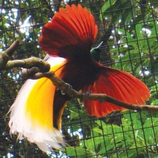 Greater bird of paradise