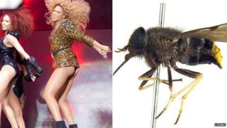 Beyonce and the scaptia beyonceae (AP and Bryan Lessard, CSIRO)