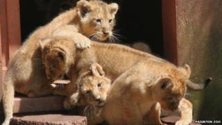 Paignton Zoo's four rare Asiatic lion cubs, born in May 2012