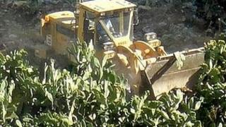 Cactus trees removed from Mezzeh