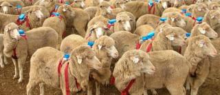 Sheep with backpacks