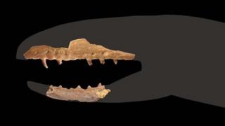 Coniophis