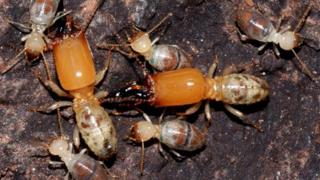 Termites