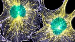 Fibroblasts