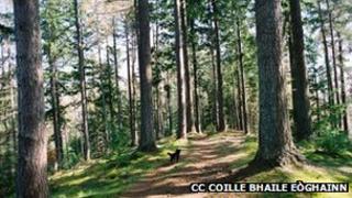 Coille Bhaile Eòghainn