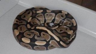 The royal python