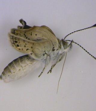 Mutated pale grass blue butterfly