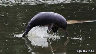 River dolphin Sanjay Das