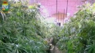 Still from Italian police video showing plants growing inside the cannabis factory in Rome, Italy