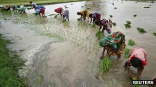 Rice farmers