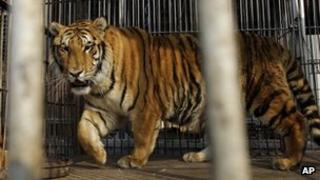 Tiger (generic file picture)