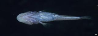 Goby fish 6,000km apart share eyeless common ancestor - BBC News