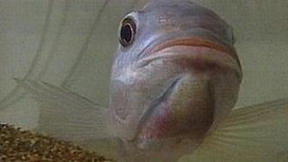 Tilapia