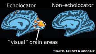 Images Human echolocation: Using tongue-clicks to navigate the world - BBC News 3 Images Human echolocation: Using tongue-clicks to navigate the world - BBC News 3