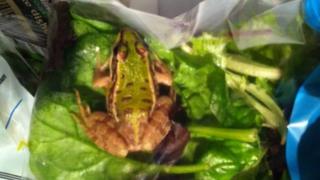 The frog in the salad bag