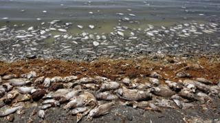 Dead fish