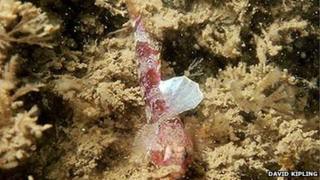 The diminutive goby (Lebetus scorpioides)