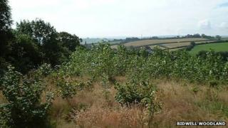 Bidwell Woodland