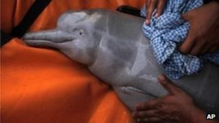 Bolivian Amazon pink dolphin