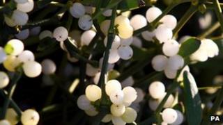 Mistletoe