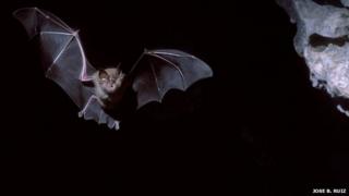 Greater Horseshoe bat