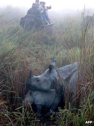 One-horned rhino in Kaziranga