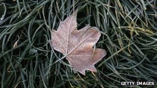 Leaf on grass