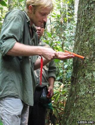 Researchers taking wood samples (Image: University of Leeds)