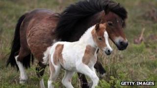 Dartmoor pony and foal