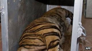 The body of the Sumatran tiger at Banda Aceh on Wednesday 3 October