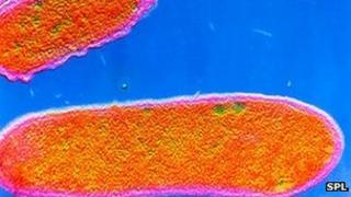 Typhoid