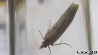 Gymnancyla canella