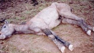 Merlyn wedi marw (Llun: RSPCA)