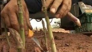 Asparagus pickers at Owen farm