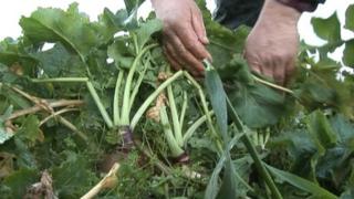 Turnips