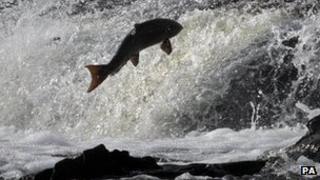 Salmon jumping