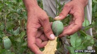 Opium poppy (file image)