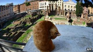 A cat on a pillar in the Torre Argentina