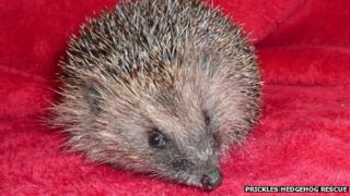 Hedgehog which was trapped in a crisp packet
