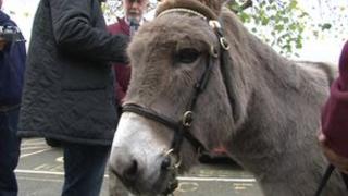 Pollyanne donkey