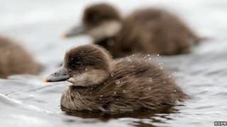 Scoter ducklings