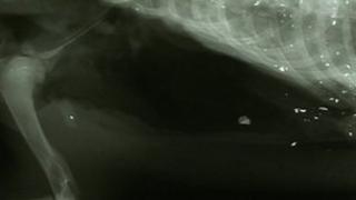 X-ray of one of the dead badgers