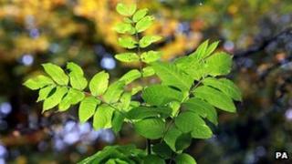 Ash sapling