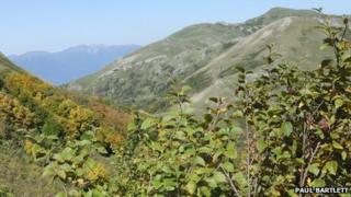 Betula medwedewii