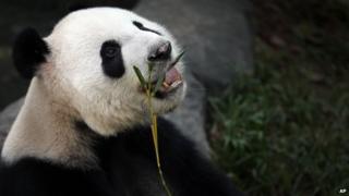 Giant panda