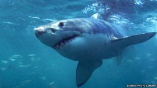 Great white shark
