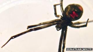 Black Widow Spider