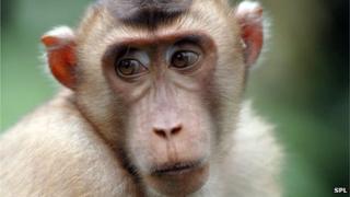 A young macaque