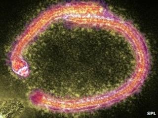 Ebola virus