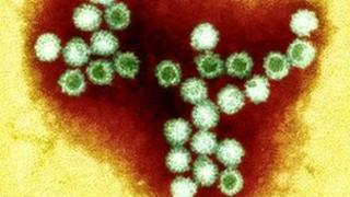 Norovirus